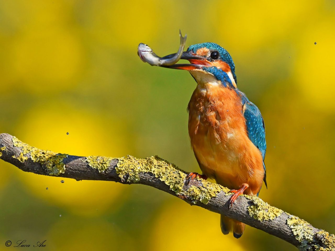 La bellezza della natura, l’incontro con Lipu e O Castello