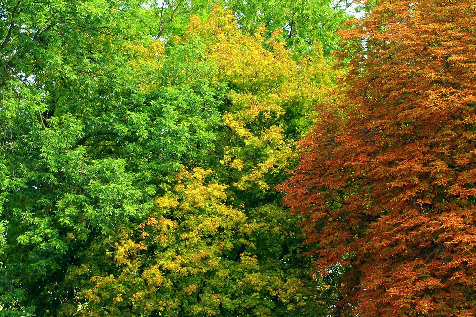 Arriva in scena “Il segreto del Bosco Vecchio”