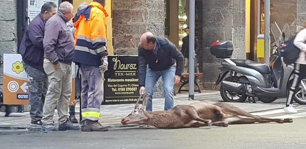 Chiavari, un cervo per le vie del centro