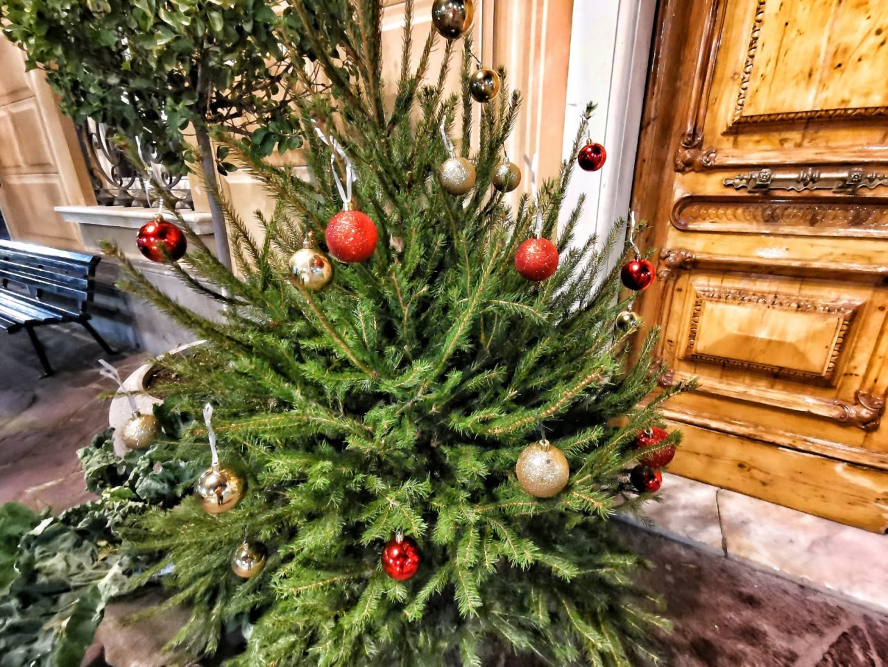 Lavagna non resta senza alberi di Natale: donati da Corsiglia