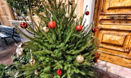 Lavagna non resta senza alberi di Natale: donati da Corsiglia