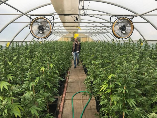 Torna a essere legale la vendita di Cannabis Light