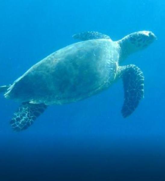 A Uomini e Navi si parla di tartarughe