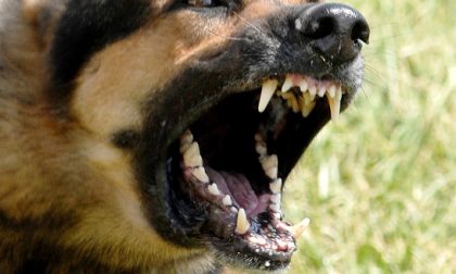 Sorpresi mentre rubano una bici, il loro cane aggredisce un carabiniere