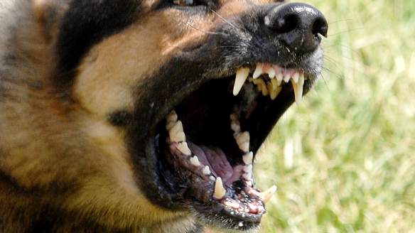 Sorpresi mentre rubano una bici, il loro cane aggredisce un carabiniere