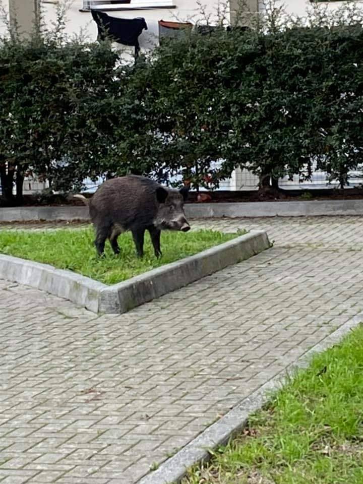 Moto contro cinghiale, un altro caso nel Tigullio: grave un uomo di 52 anni