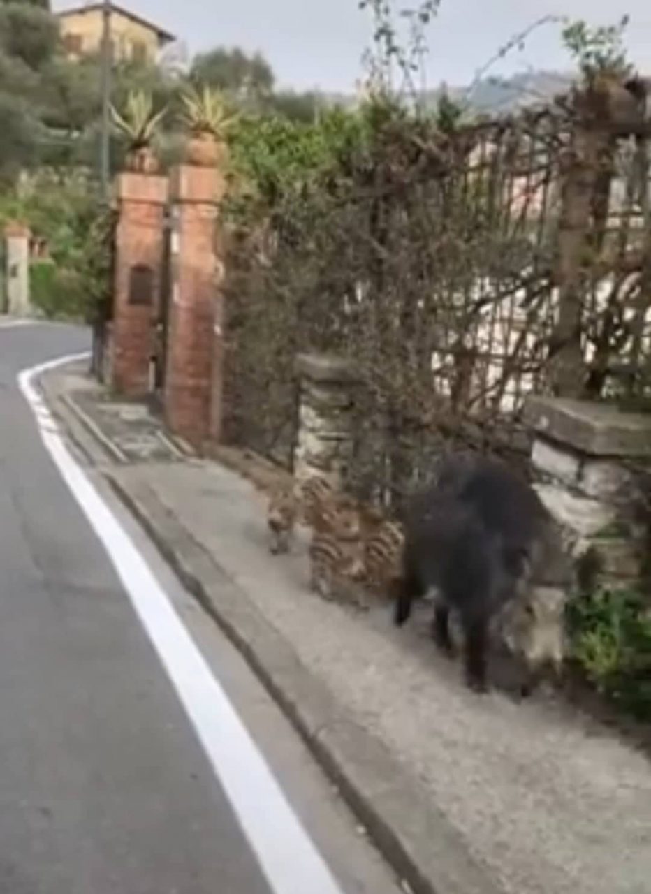 Una famiglia di cinghiali lungo la strada