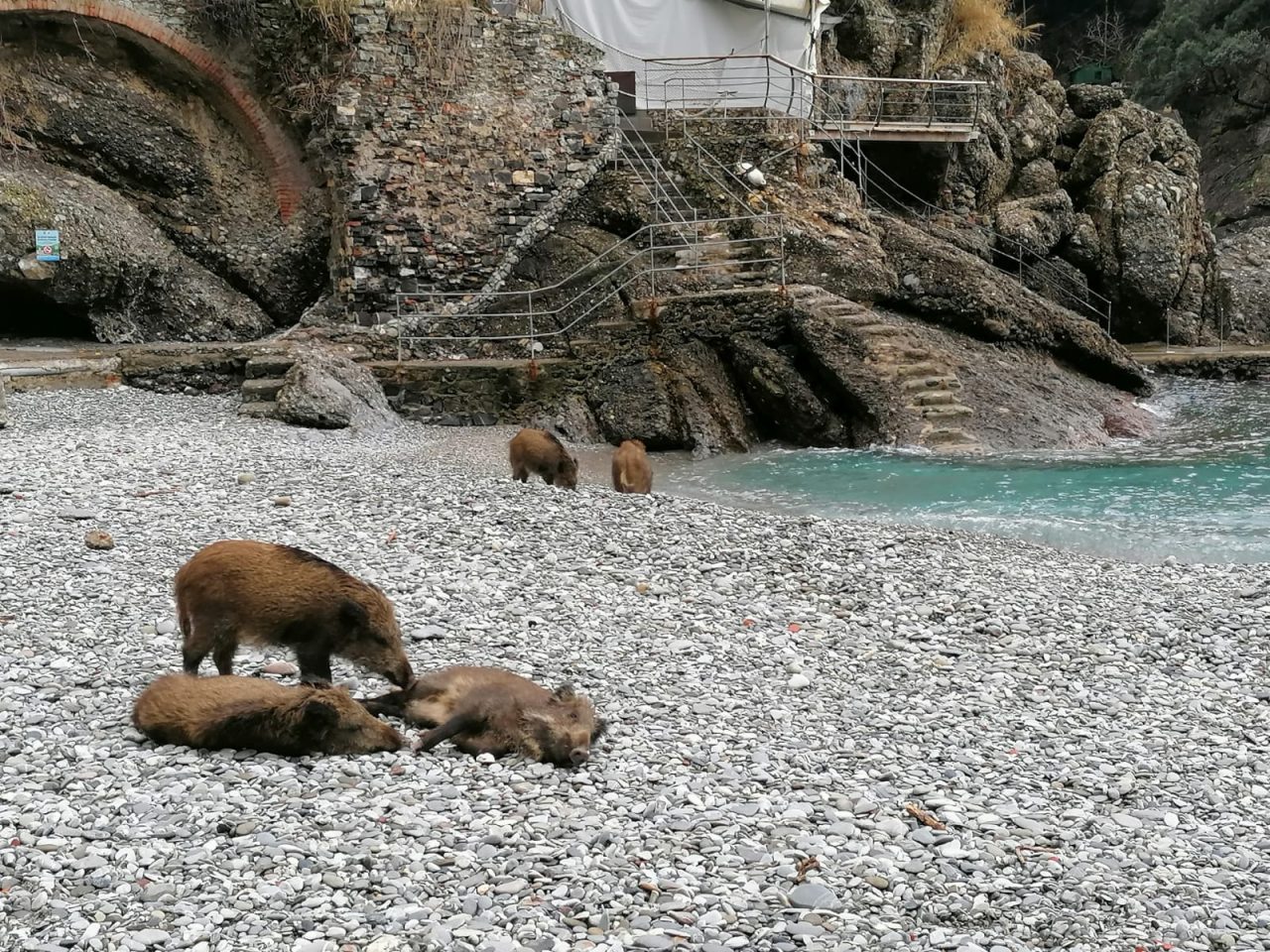 Cinghiali come bagnanti sulla spiaggia di San Fruttuoso