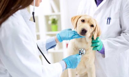 A breve l'apertura dell'ambulatorio veterinario a Chiavari