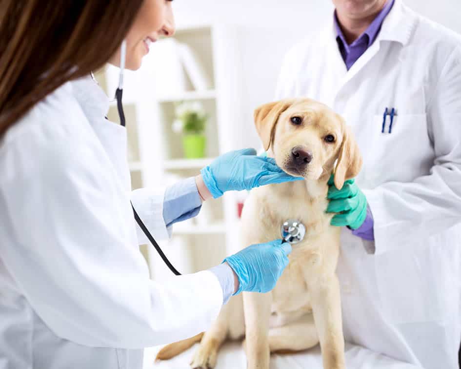 A breve l’apertura dell’ambulatorio veterinario a Chiavari