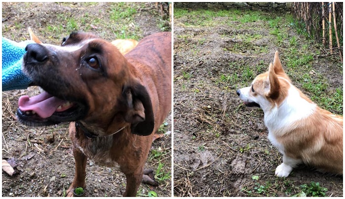 Due cani smarriti a Rapallo, trovati i proprietari