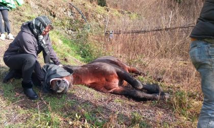 Il triste epilogo del cavallo brado caduto da una piana in Val Graveglia