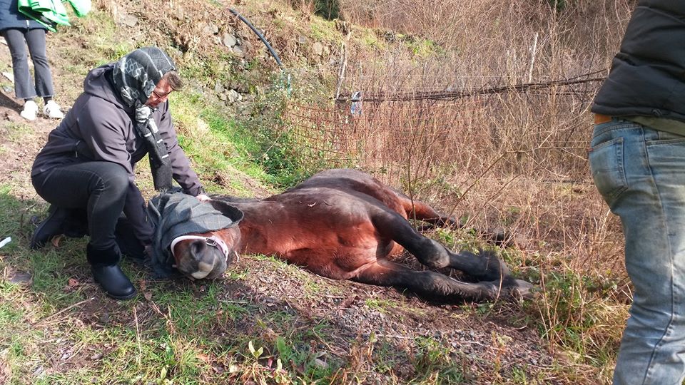 Il triste epilogo del cavallo brado caduto da una piana in Val Graveglia
