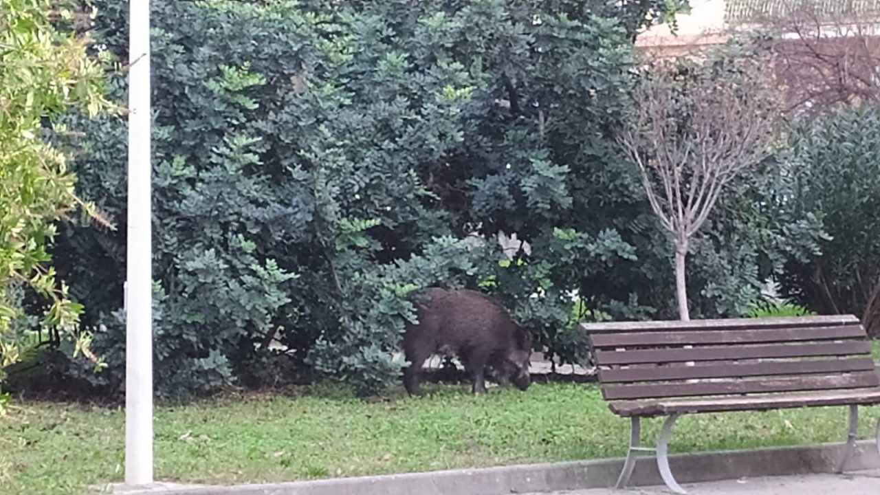 Lavagna, avvistato un cinghiale in centro