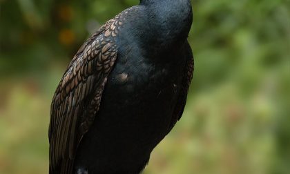 Oasi dell'Entella, cormorano ucciso a fucilate