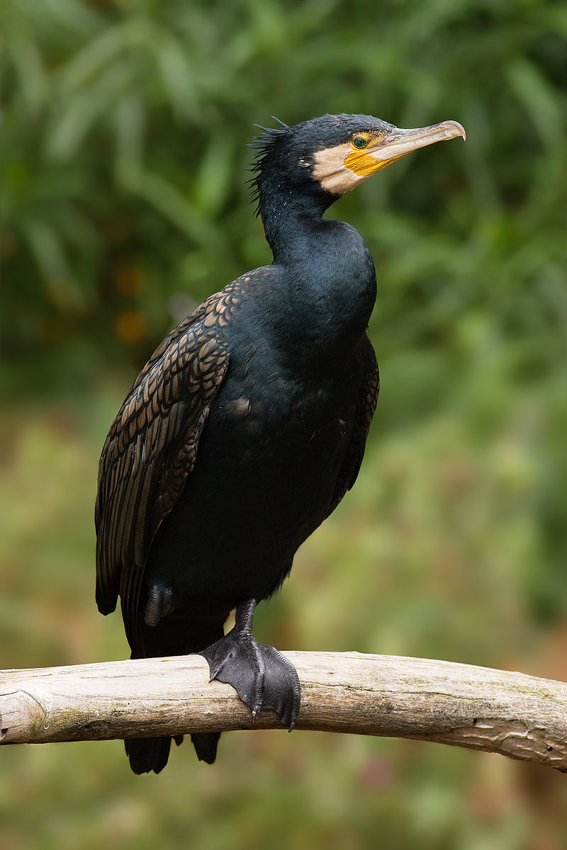 Oasi dell’Entella, cormorano ucciso a fucilate