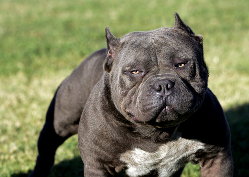 Pitbull azzanna ospite dello Sprar, tolto al proprietario