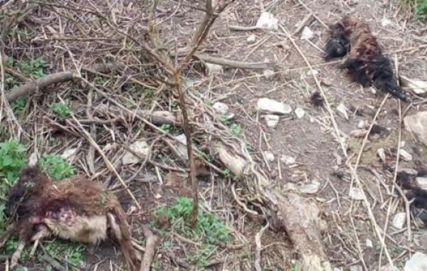 Attenti al lupo: da Avegno grido d’allarme per il Golfo Paradiso