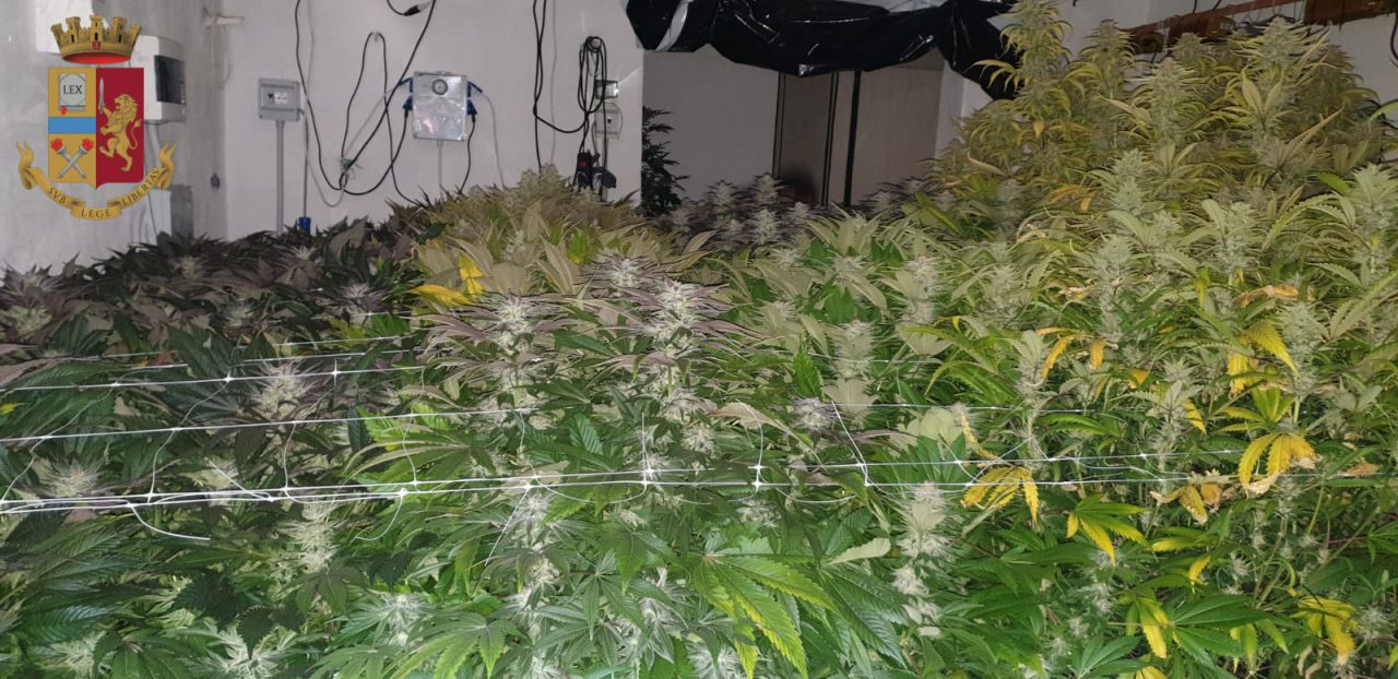 Cercano i ladri e trovano una piantagione di marijuana