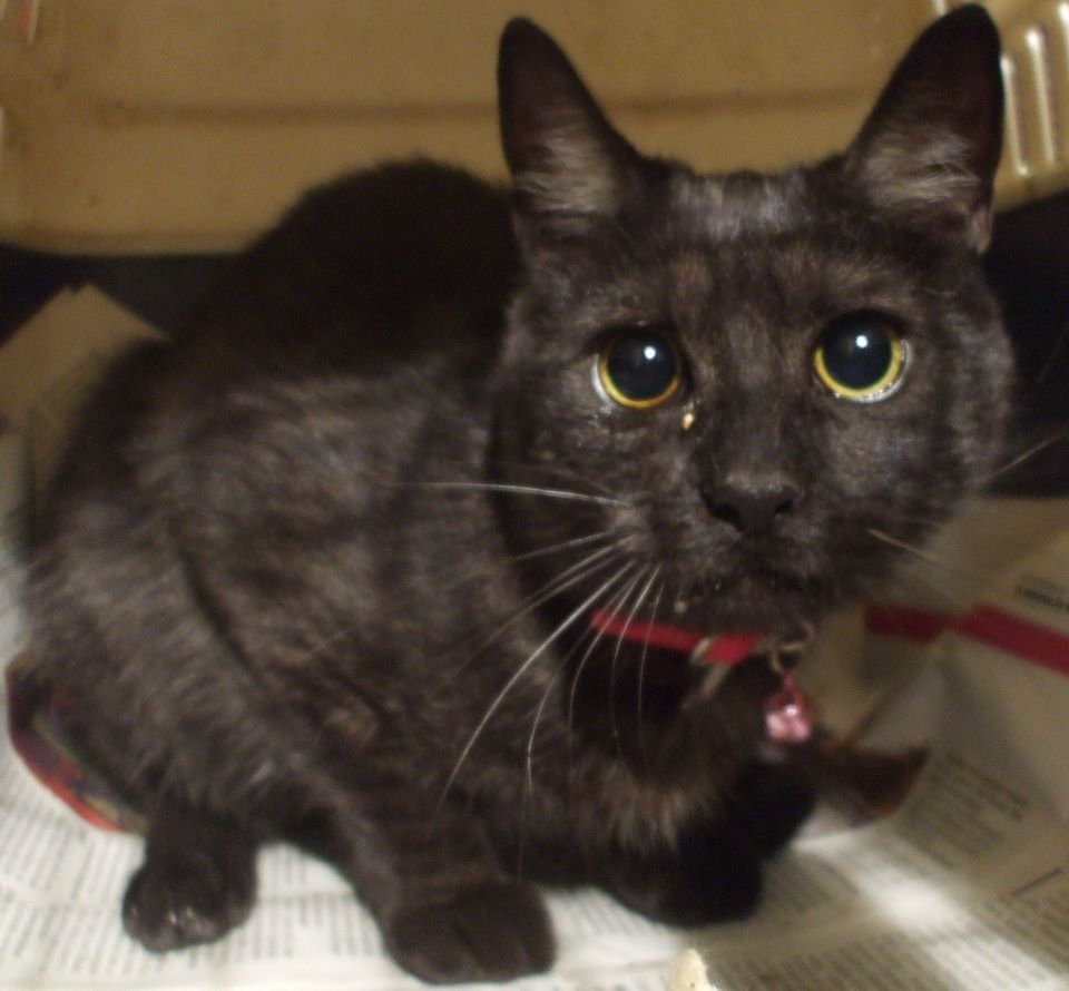 Chiavari, gatto smarrito