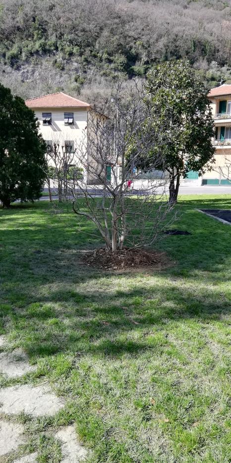 “M’illumino di Meno”, a Recco il Comune pianta un albero in piazzale Europa