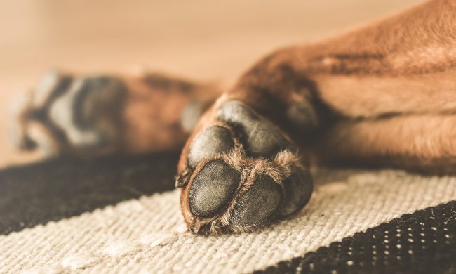 Attività di controllo della polizia locale su microchip ai cani e deiezioni