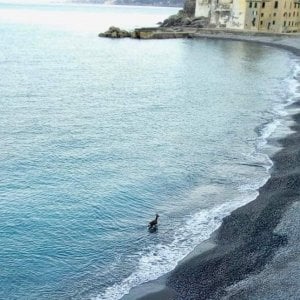 Il bagno del capriolo a Camogli finisce in tragedia