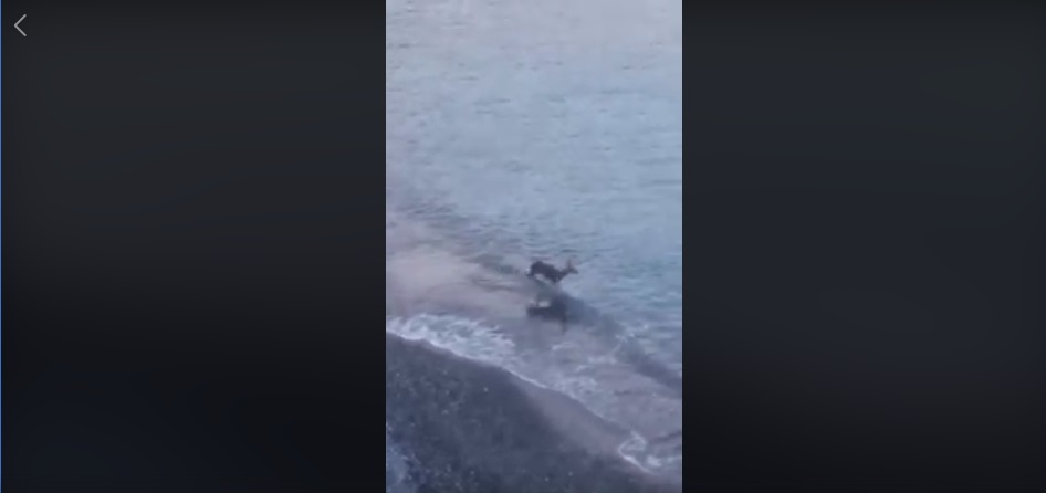 Capriolo in acqua