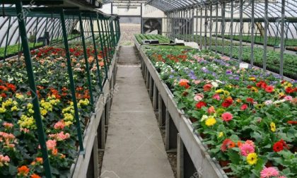 Stato di calamità per i floricoltori, entro il 3 giugno per chiedere i danni- scarica il modulo