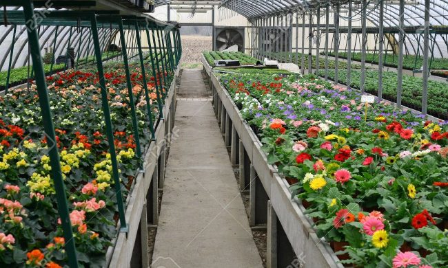 Stato di calamità per i floricoltori, entro il 3 giugno per chiedere i danni- scarica il modulo
