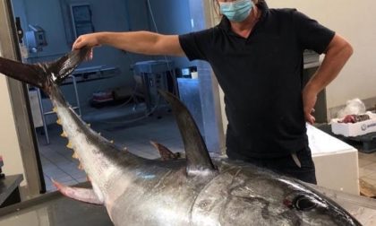 Pesca fortunata, a Sestri catturato un tonno di 76 kg