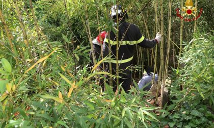 Attaccato dai cinghiali, soccorso dai Vigili del Fuoco