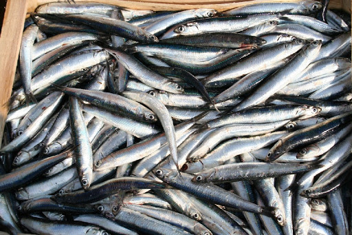 Tigullio, pescate 6mila casse di acciughe