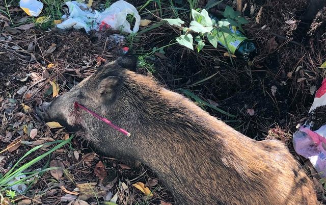 Cinghiale ferito da freccia, il quartiere di Genova si mobilita