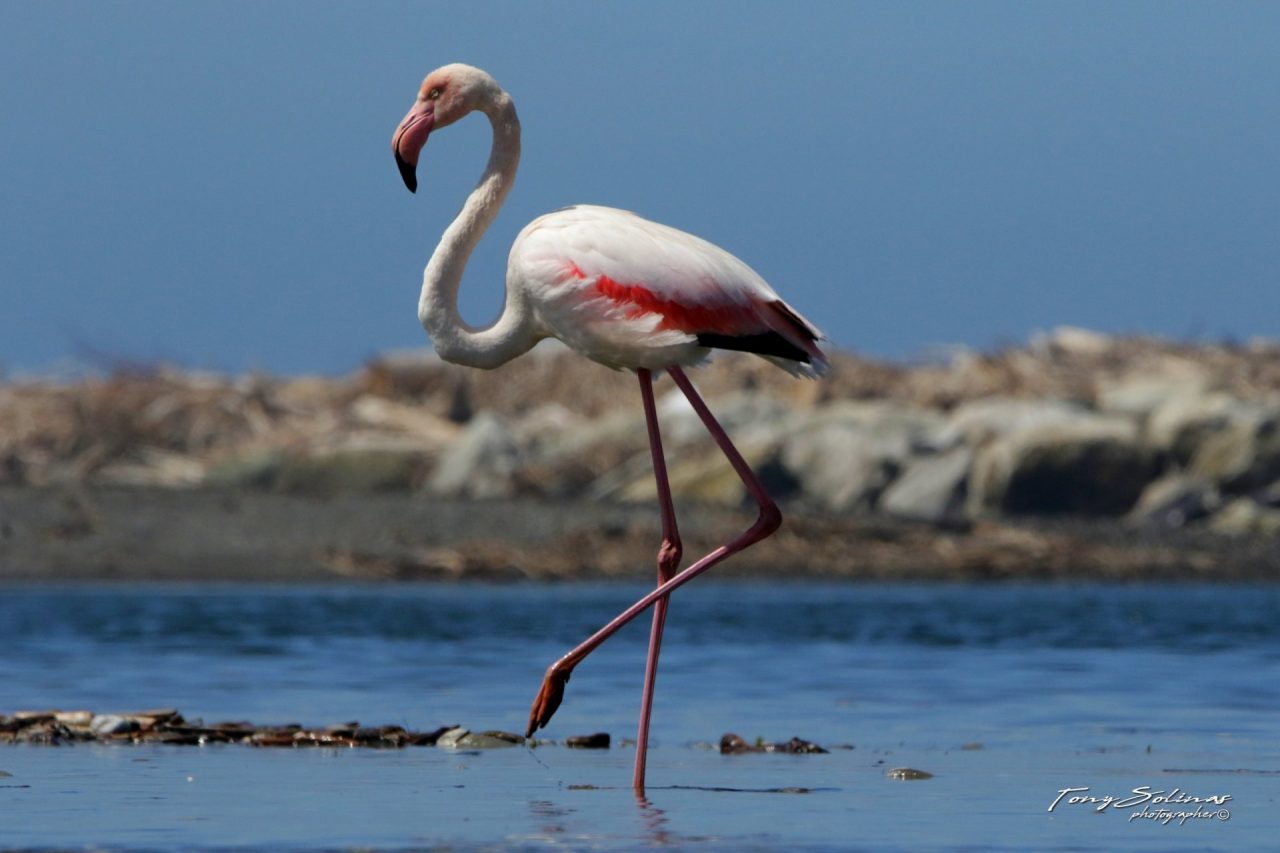 Un fenicottero rosa alla foce dell’Entella