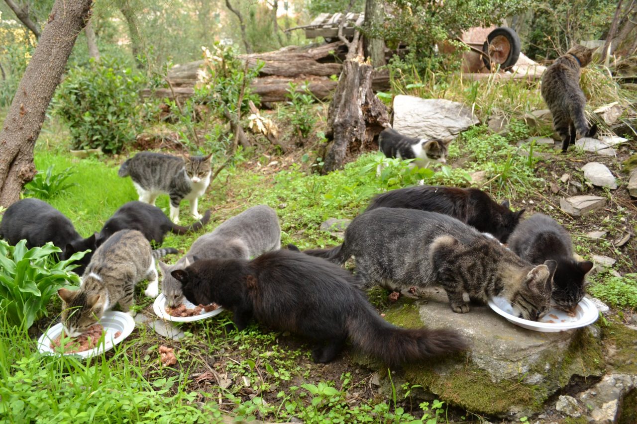 Colonie feline, il lavoro dei volontari non si è mai fermato