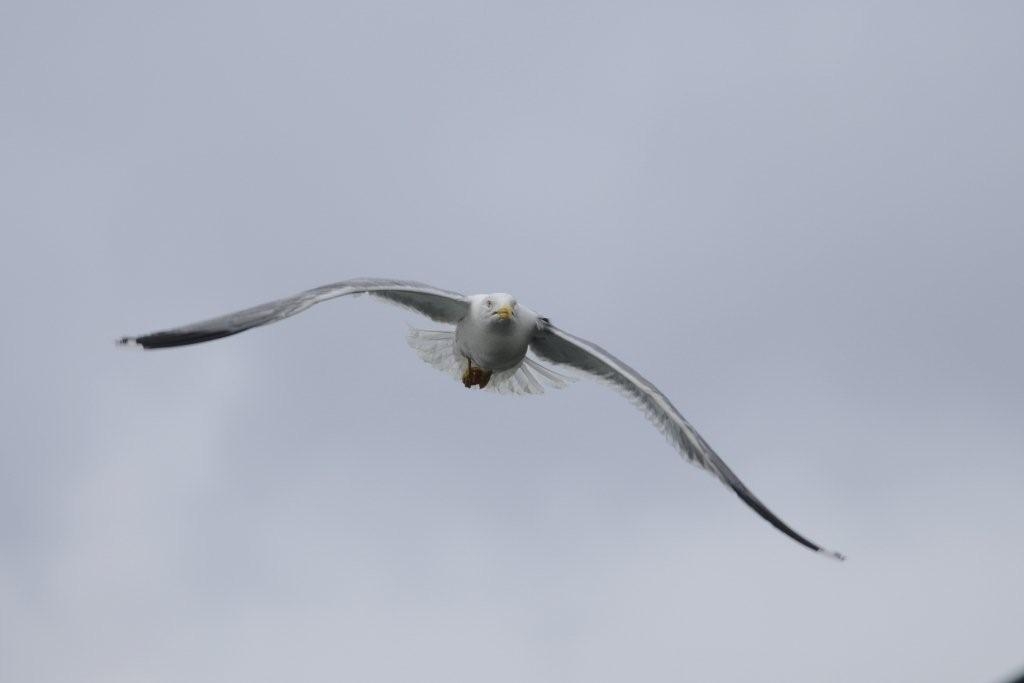 Gabbiano reale ucciso da un proiettile