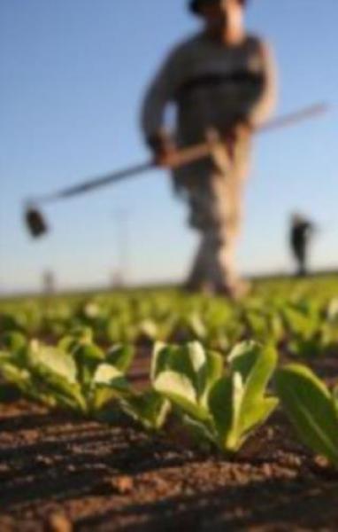 Aperti due nuovi bandi a sostegno delle aziende e dei giovani agricoltori