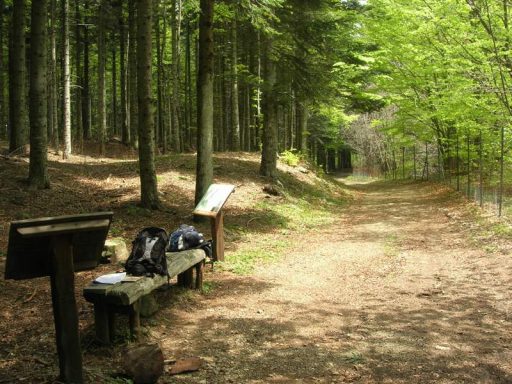 Parco dell’Aveto, lavori sulla strada forestale delle Lame