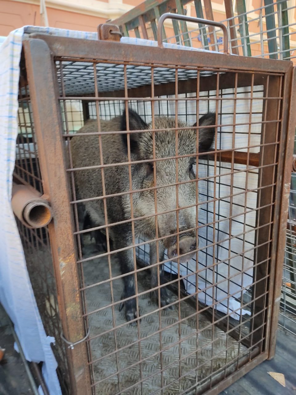 Cinghiale a spasso per Camogli: catturato e poi liberato nel bosco