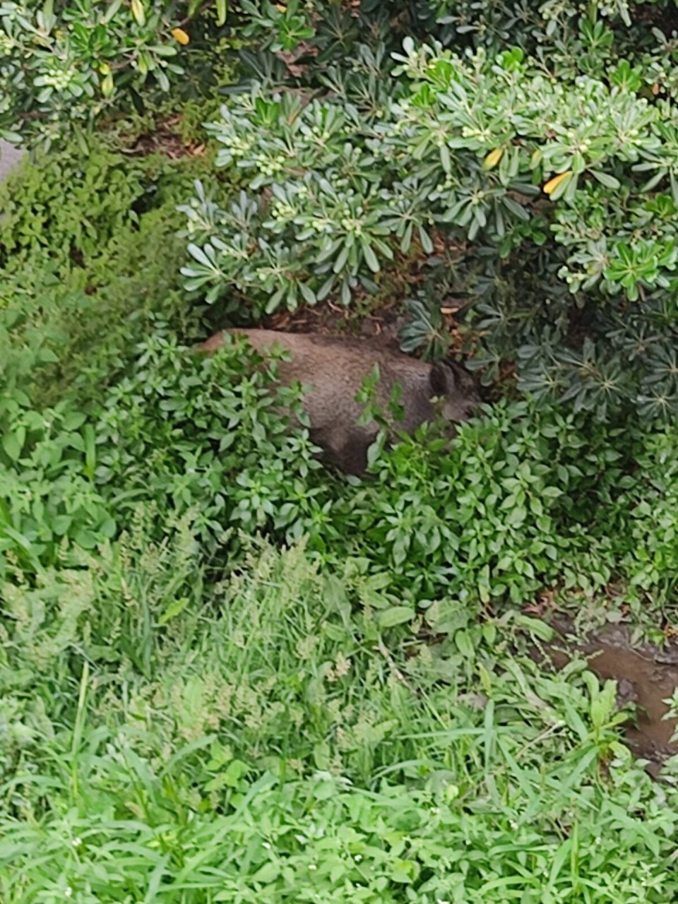 Cinghiale in un giardino in pieno centro