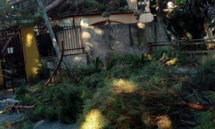 Albero cade nel giardino della scuola, Mangiante: «Controlli in corso»