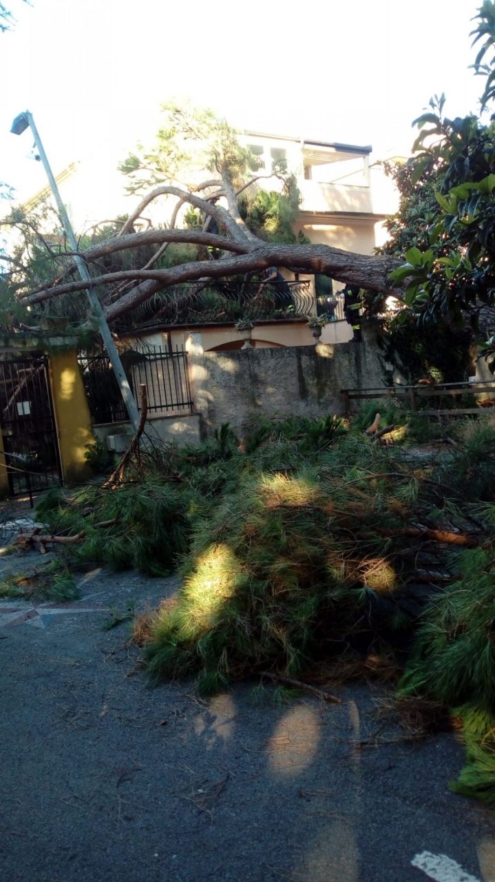 Albero cade nel giardino della scuola, Mangiante: «Controlli in corso»