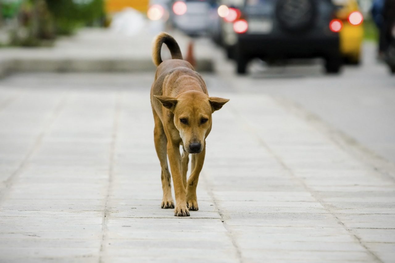 Al via il primo Dog Film Festival