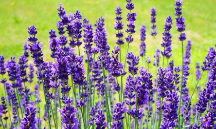"Il fuoco gentile della lavanda", l’evento a Levaggi