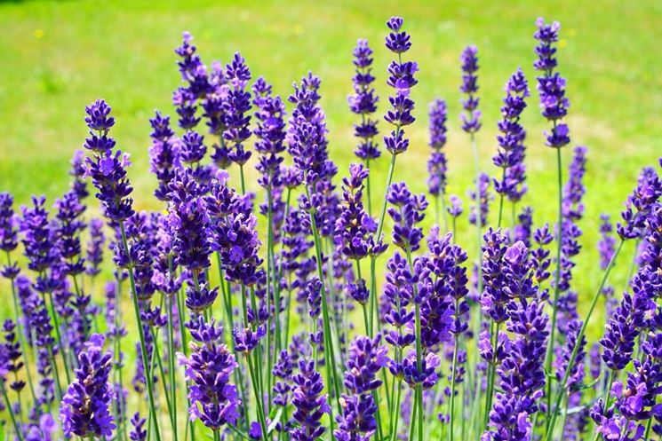 “Il fuoco gentile della lavanda”, l’evento a Levaggi