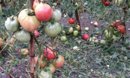 Caldo anomalo a violenti temporali, agricoltura in ginocchio