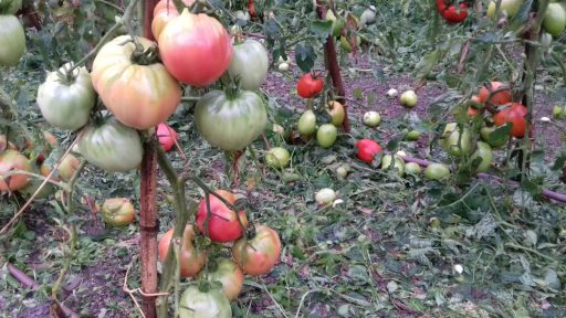 Caldo anomalo a violenti temporali, agricoltura in ginocchio