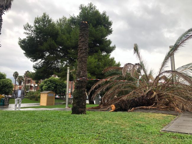 Una palma abbattuta sul lungomare, accanto al monumento-aereo