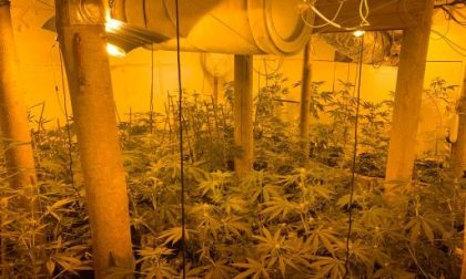 Coltiva 500 piante di maria in casa, arrestato
